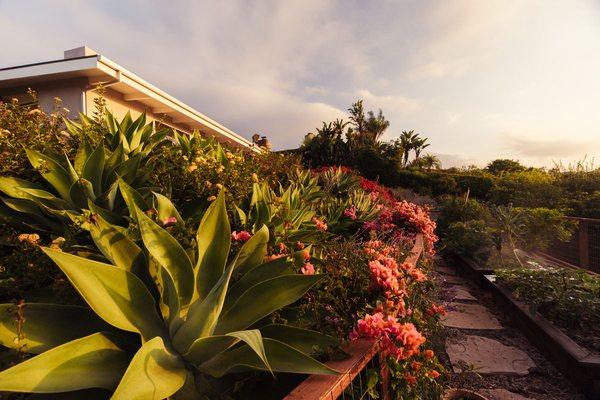 Bouganvilla and succulents in Santa Barbara garden.