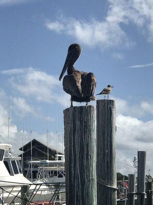 Kelley Girl Charters