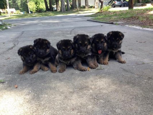 German Shepherd puppies