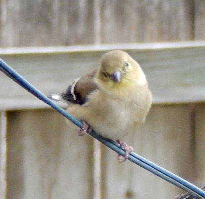 American Goldfinch