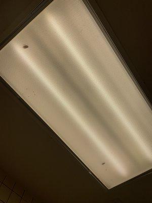 Dead bugs in the bathroom lights