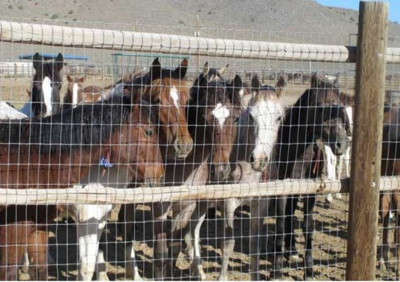 Wild Mustangs rounded up from their home now in holding pens.