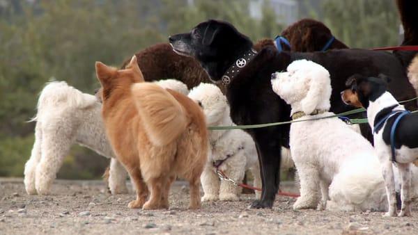 An outing @ the dog park.