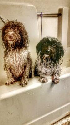 The Havanese pups love their baths with Carrie!!