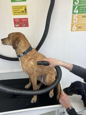 Blow drying dog