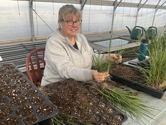 Planting spikes in December