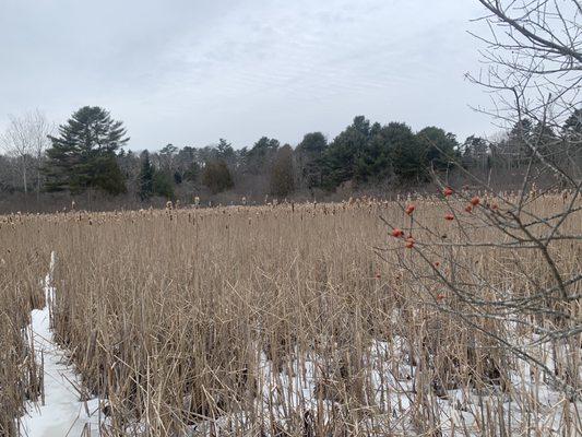 Marsh outlook