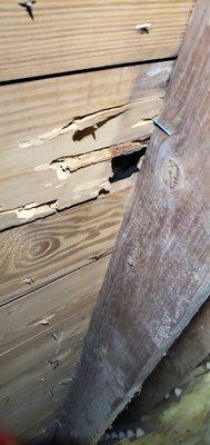 Rptten roof planks and possible mold on the rafter.