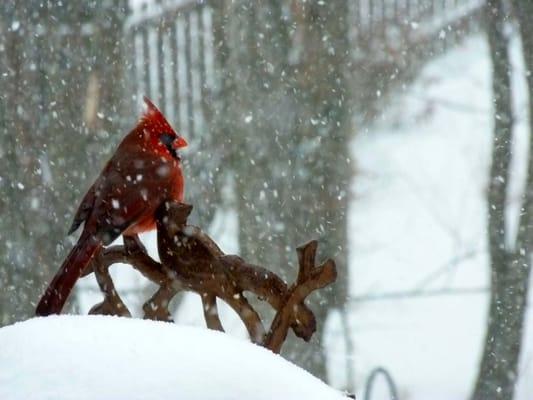 Beautiful winter pic.  Tend My Home will make sure your house is warm and the birds are fed.