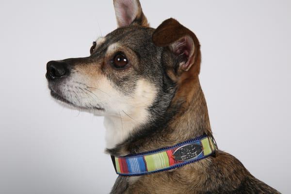 E&B Couture, the Thatchback Dog Collar