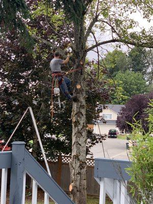 Mike climbing the tree