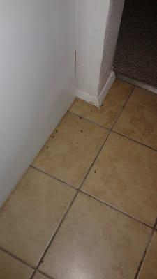 Roach infestation do not rent here I got all proof management does a poor job of getting rid of them