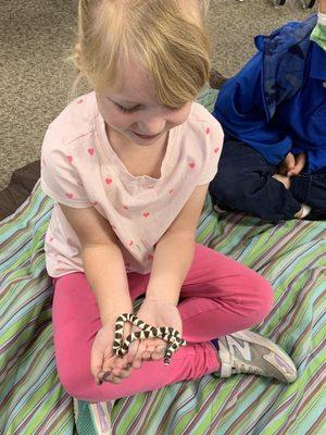 Oreo our California kingsnake at a classroom program.