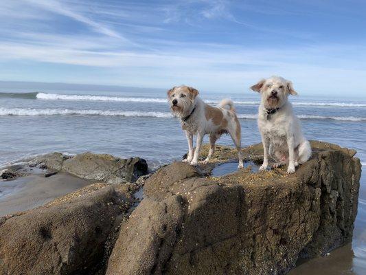 #DogsoftheRock