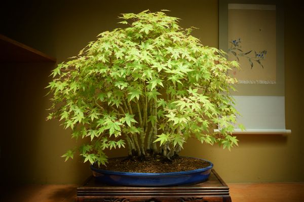 Large Japanese Maple Forrest