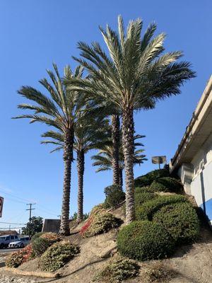 12/10/22 Nice landscaping at 91 Fwy exit in Bellflower