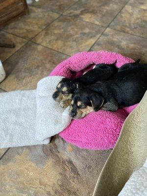 Bud and Sissy 2 months old.