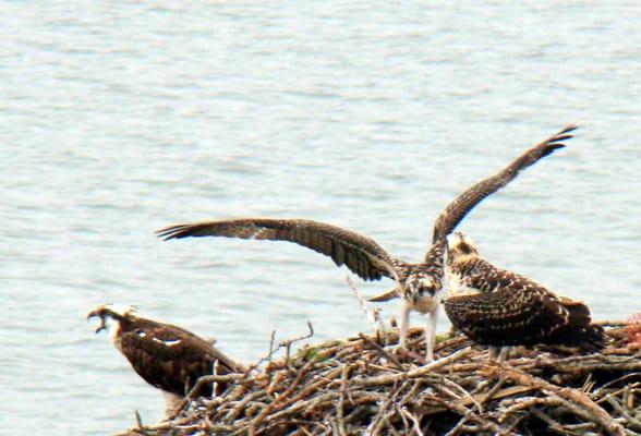 view from Dering Harbor Inn of Osprey nest with young practicing flight - very entertaining