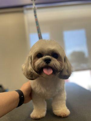 Shih tzu groom