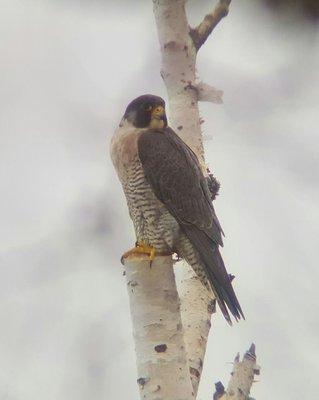 Peregrines have come back from the brink of extinction. It has re-invented or urbanized itself and has made a tremendous come back.