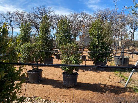 Nice selection of trees at D&B Tree Company. A hidden gem of a tree nursery!