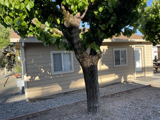 Original house at Seghesio Family Vineyards in Healdsburg.