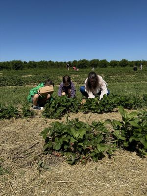 Strawberry field