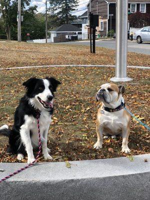 Happy Paws Boston