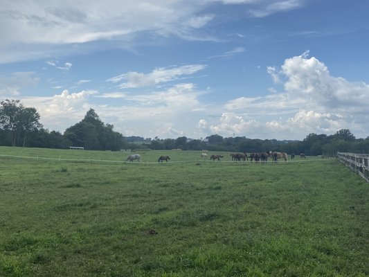 On a horse farm