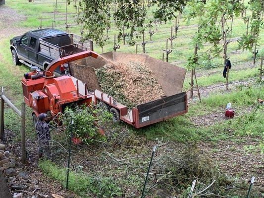 Chipping brush and trees to be removed