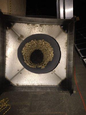 Bees gathered in the spark arrester (removed from top of chimney)