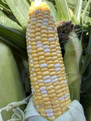 Sweet corn