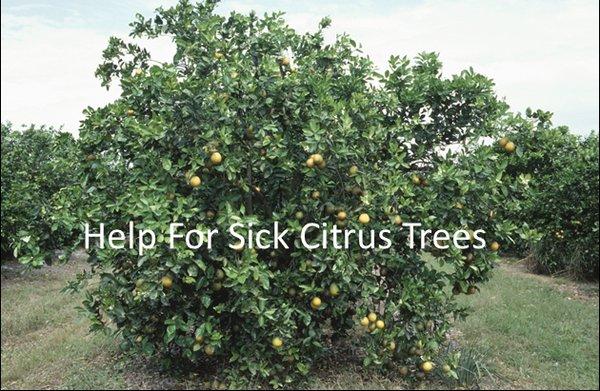 For help with your citrus trees go to https://tree-disease-treatments-mesa-az.com/