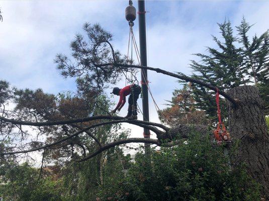 Removing a dead pine with a crane.