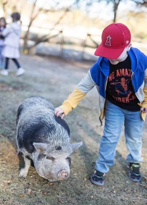 Petting zoo