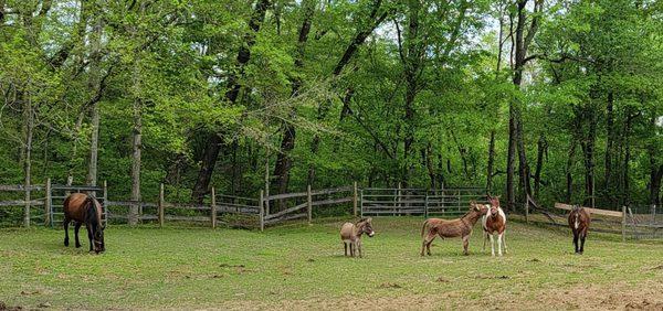 Little Creek Ranch