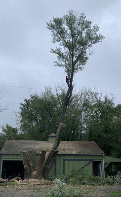 Trees removal