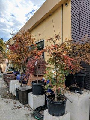 Acer Palmatum "Aka Shishigashira"