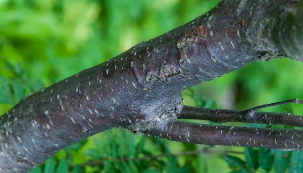 Lake City Tree Experts