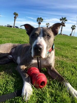 Patiently waiting for fetch time.