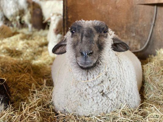 Farm Sanctuary