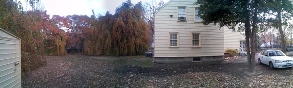 The Weeping Beech Tree and Kingsland Homestead