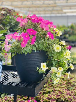 Tons of beautiful flowers here. This Walmart has a excellent nursery.