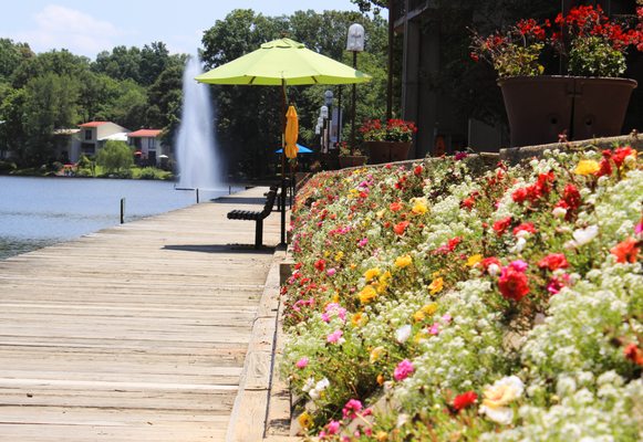 Summer at Lake Anne