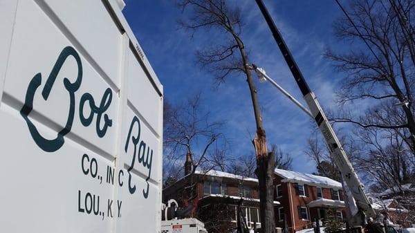 Bob Ray Co. can provide you with an accurate and honest free estimate on tree removals, tree pruning, stump removals and plan...