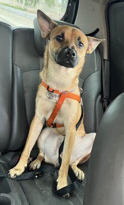 Dustin Orion Yuhnke, Belgian Malinios/Chihuahua Mix, 1 Year, Service Dog