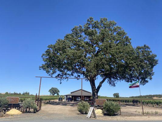 Check out this big Sycamore and the tasting room