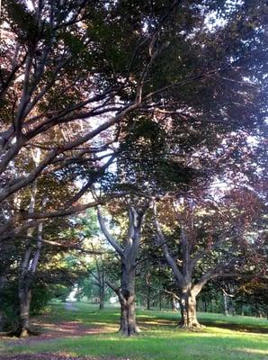 Golden Beeches In High Summer