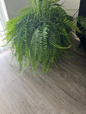 Fern, how full and beautiful