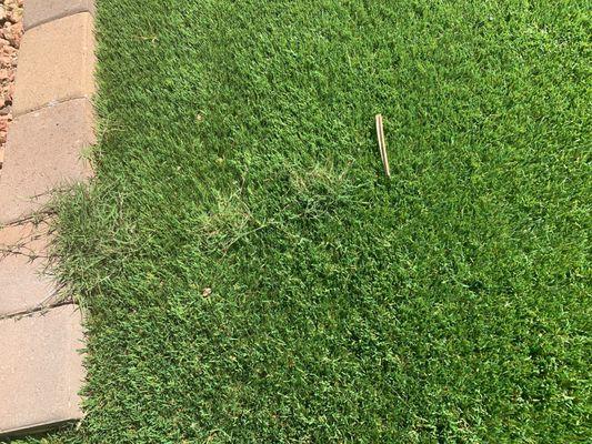 Weeds coming through the artificial turf